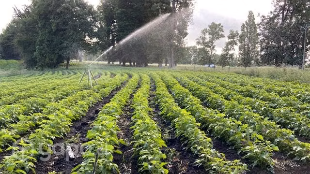 Plantas de frambuesas meeker invitro