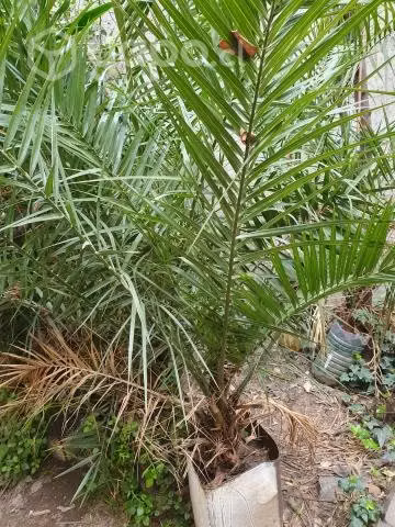 Palmeras - Imagen 2
