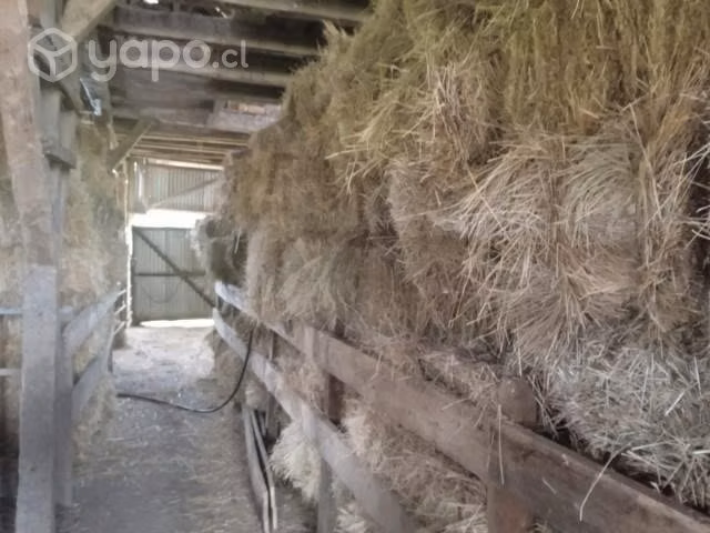 Fardos de pasto