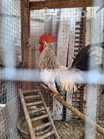 Gallitos de la pasión