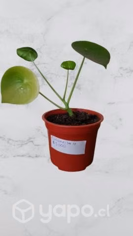 Plantas interior y exterior