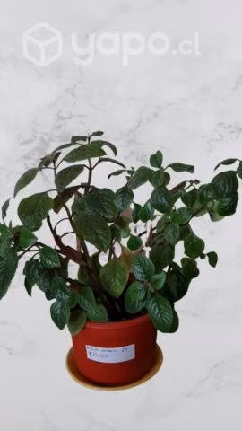 Plantas interior y exterior