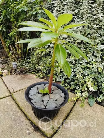 Planta decorativa