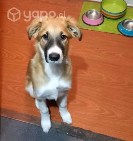 Lindo Cachorro en Adopcion