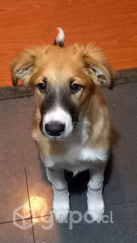 Lindo Cachorro en Adopcion