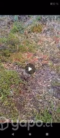 Terreno ubicado en Ancud frente al rio