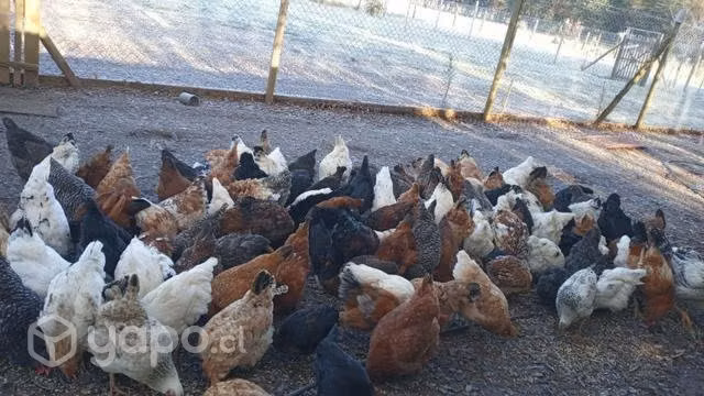 Pollas nuevas