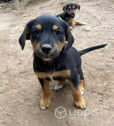 Hermosas cachorritas mestizas
