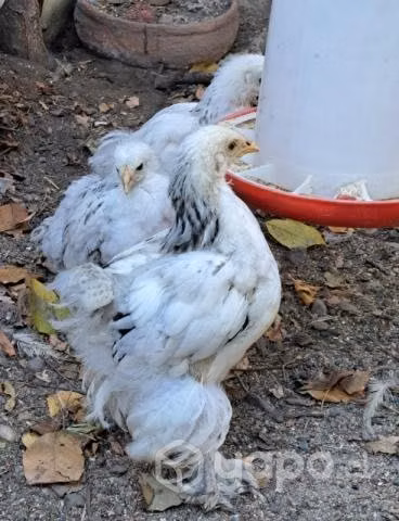 Pollitos