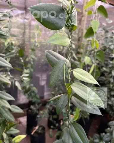 Plantas de Copihue Rojo 4 años