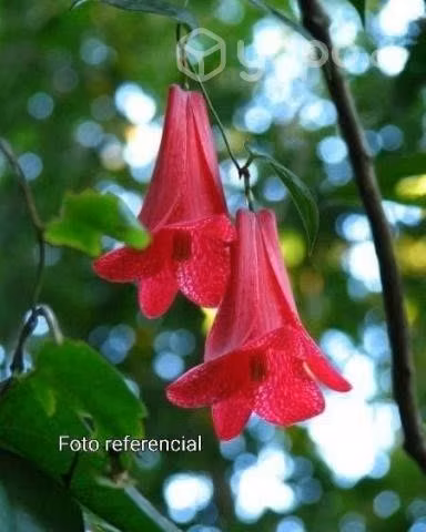 Plantas de Copihue Rojo 4 años