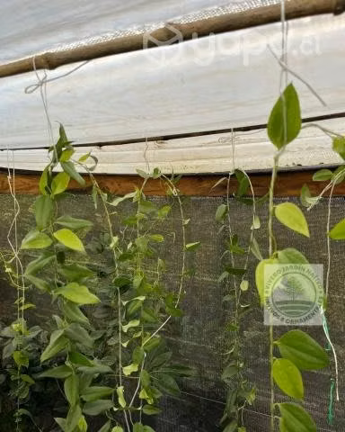 Plantas de Copihue Rojo 4 años