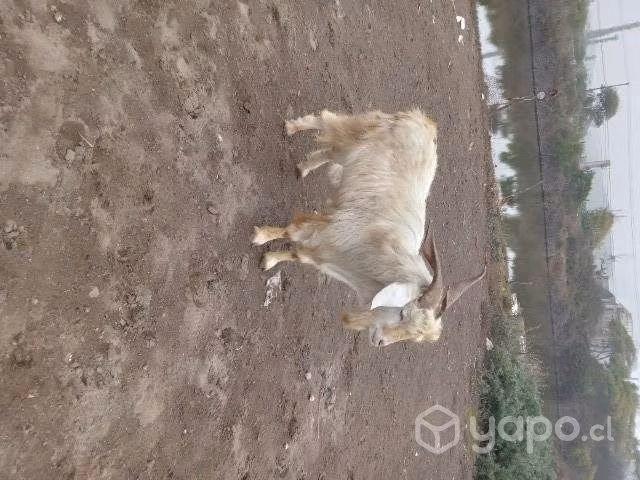 Chivo