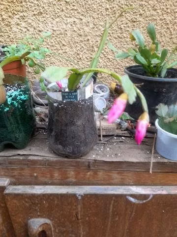 Plantas pata de jaiba
