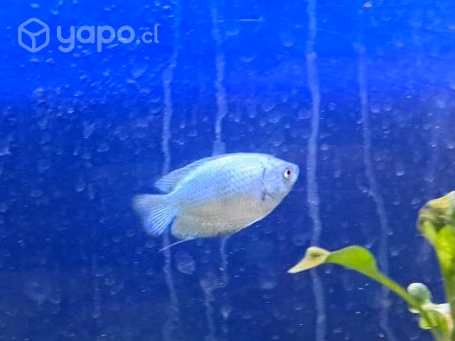 Peces
