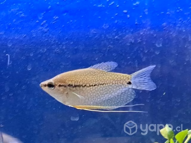 Peces