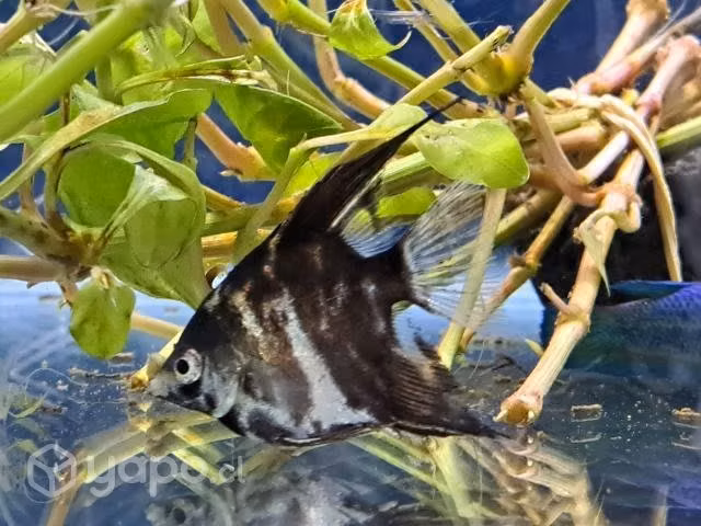 Peces