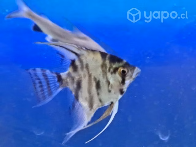 Peces