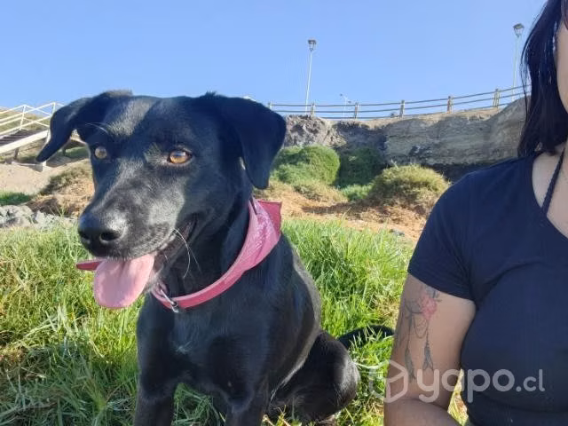 Se regala negrita 7 meses