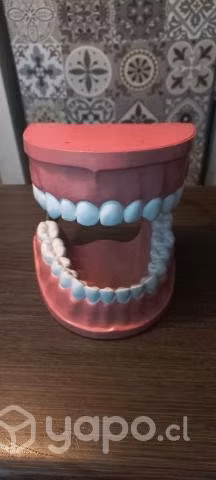 Macromodelo Dental (Sin cepillo)