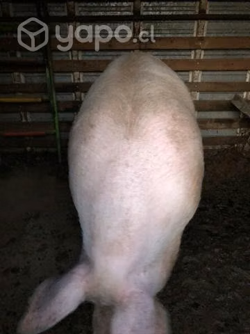 Cerdo - Imagen 3