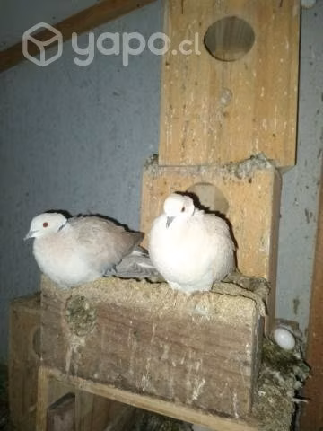 Palomas Cuculi y Cola de avanico