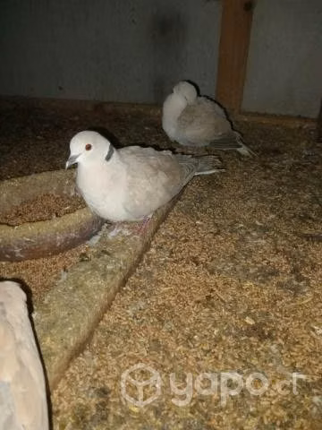 Palomas Cuculi y Cola de avanico