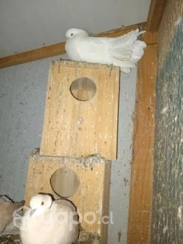 Palomas Cuculi y Cola de avanico