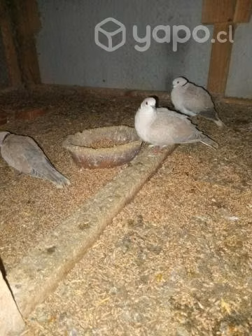 Palomas Cuculi y Cola de avanico
