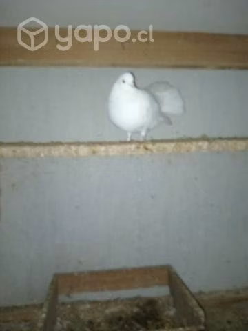 Palomas Cuculi y Cola de avanico