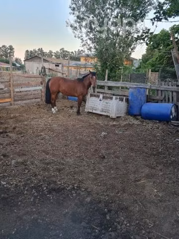 Caballo pichanguero de 14 años - Imagen 4