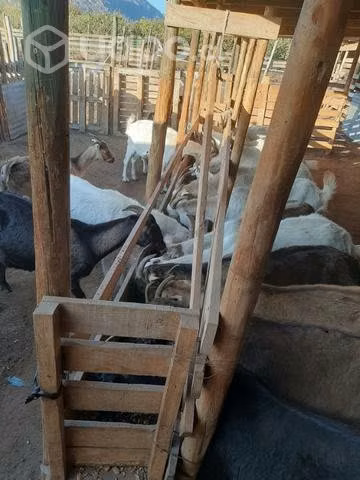 Cabras a la venta - Imagen 2