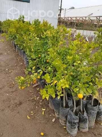 Árboles frutales