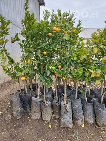 Árboles frutales