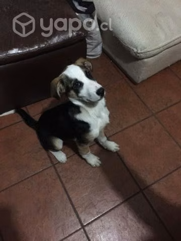 Se regala perrito - Imagen 3