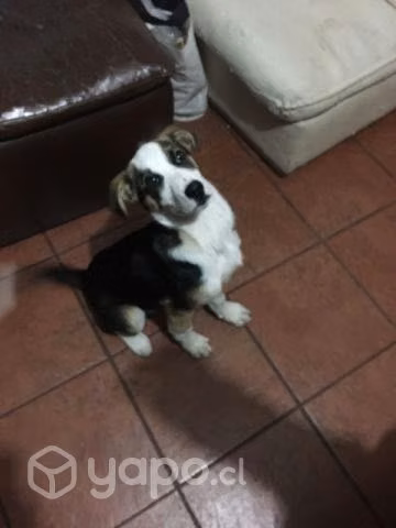 Se regala perrito - Imagen 4
