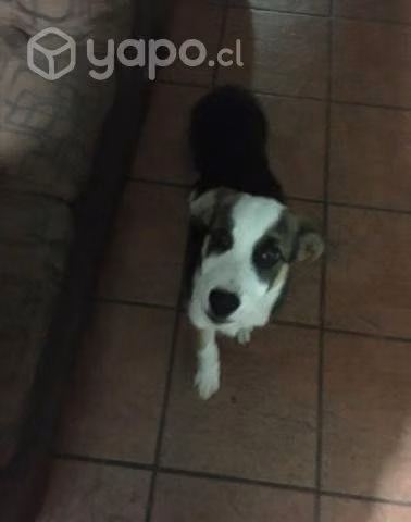Se regala perrito