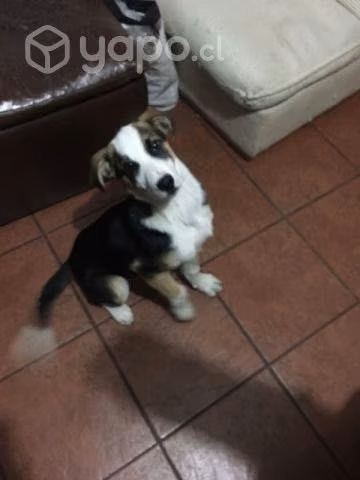 Se regala perrito - Imagen 5