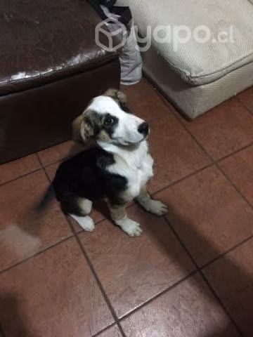 Se regala perrito - Imagen 2