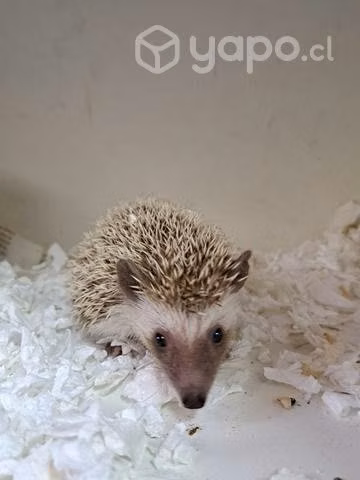 Erizita de tierra 40 dias
