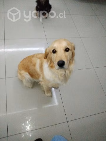 Golden busca pololo
