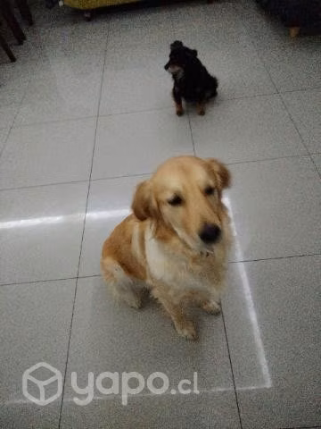 Golden busca pololo - Imagen 2