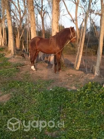 Lindo potrito - Imagen 3