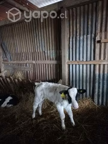 Terneros nuevos - Imagen 3