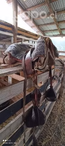 Yegua chilena ensillada mansa