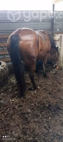 Yegua chilena ensillada mansa