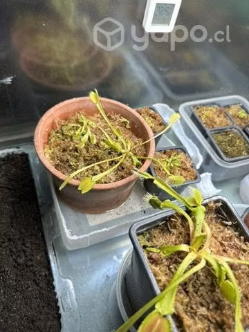 plantas carnívoras - Imagen 3