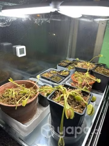 plantas carnívoras - Imagen 2