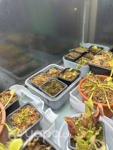 plantas carnívoras - Imagen 4