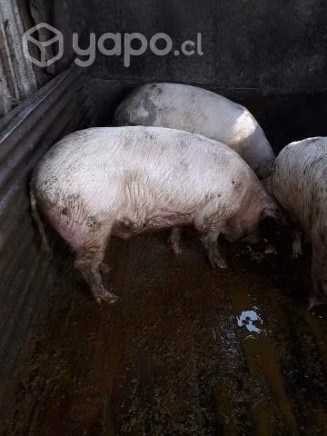 chanchos - Imagen 4